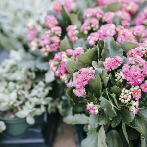 Tender pink kalanchoe flowers and succulents in pots placed on stall in floral market